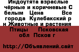 Индоутята взраслые чёрные и коричневые С белым › Цена ­ 450 - Все города, Кулебакский р-н Животные и растения » Птицы   . Псковская обл.,Псков г.